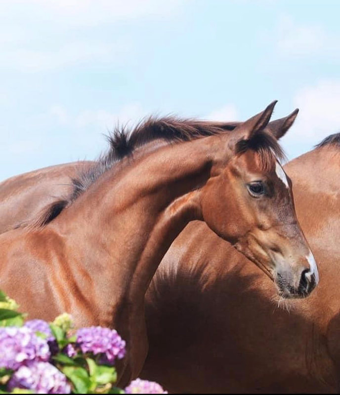 Parfait Belle van de Sfeerhoeve