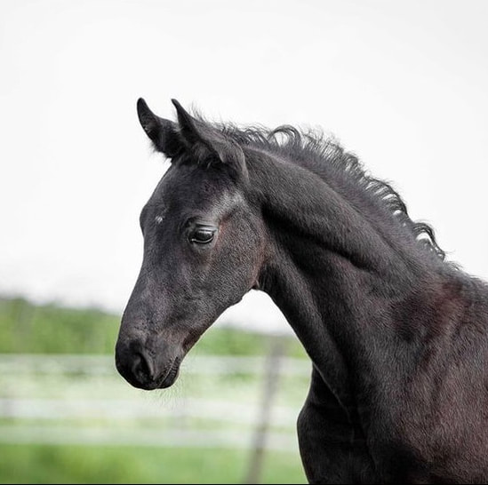 Rizzuto van de Waalsehoeve